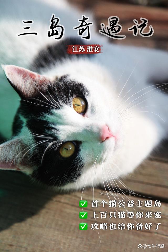 三岛奇遇记，能遇见上百只猫，如果游客再少点你就是王